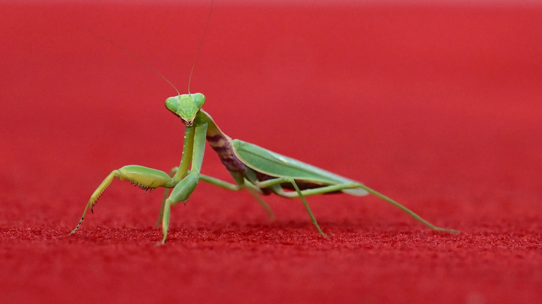Praying Mantis strolls down the red carpet, Venice film festival, Italy